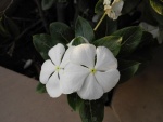 Dos flores blancas en una planta