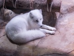 Un zorro ártico en un zoo