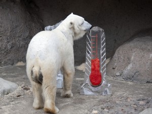 Oso polar en un zoo