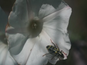 Insecto sobre una flor blanca