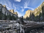 Árbol caído en el Parque Nacional de Yosemite