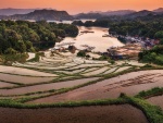 Campos de arroz cerca de las aldeas