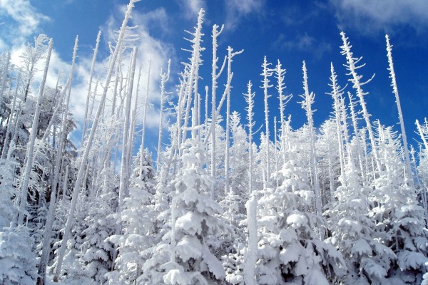 Bosque de pinos cubiertos de nieve