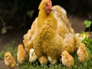 Una gallina y sus pollitos