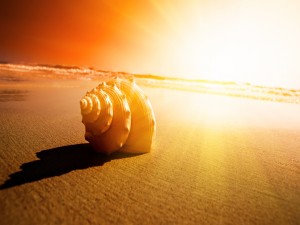 Hermosa concha sobre la arena de una playa