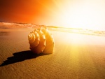 Hermosa concha sobre la arena de una playa