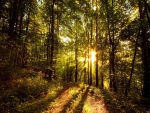 Rallos de sol iluminando el camino de un bosque