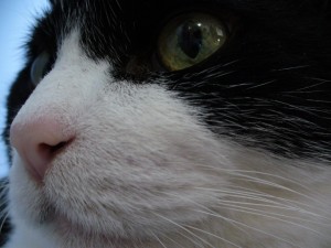Postal: La cara de un gato blanco y negro