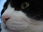 La cara de un gato blanco y negro