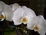 Tres orquídeas blancas