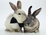 Feliz pareja de conejos