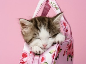 Postal: Gatito durmiendo dentro de un bolso