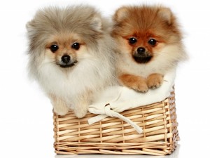 Postal: Dos cachorros Spitz en una cesta de mimbre