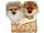 Dos cachorros Spitz en una cesta de mimbre