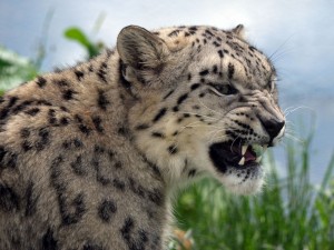 Postal: Un leopardo de las nieves mostrando sus colmillos