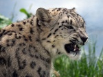 Un leopardo de las nieves mostrando sus colmillos
