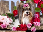 Una perrita Yorkshire Terrier entre flores