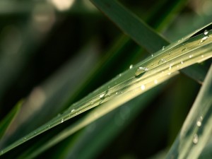 Gotas de agua en una brizna de hierba