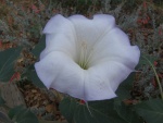 Flor blanca en una planta