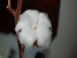 Postal: Bola de algodón en el tallo seco