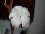 Bola de algodón en el tallo seco
