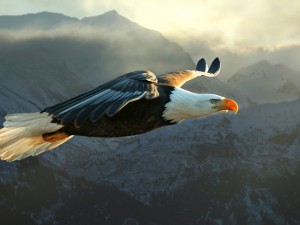 Gran águila volando