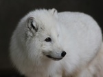 Un zorro ártico
