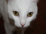 Los grandes ojos de un gato blanco