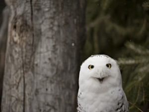 Postal: Nieve sobre las plumas de un búho nival