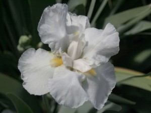 Postal: Iris de color blanco