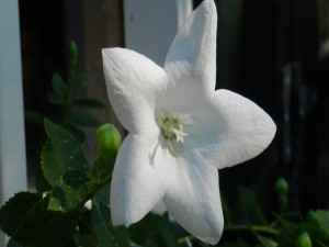 Postal: Una flor con cinco pétalos blancos