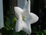 Una flor con cinco pétalos blancos