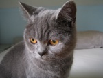 Ojos naranjas de un gato gris