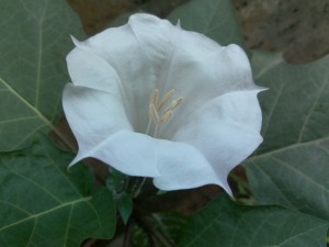 Postal: Una gran flor de color blanco