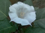Una gran flor de color blanco
