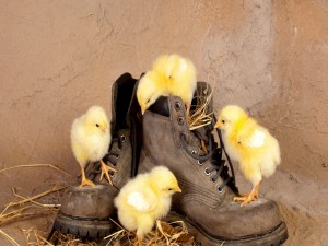 Postal: Pollitos sobre unas botas