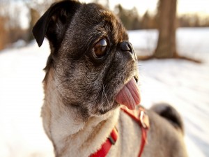Postal: Gesto gracioso de un perro sobre la nieve
