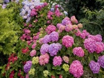 Jardín de hortensias de diferente colores