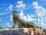 Iguana sobre una roca