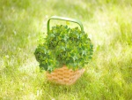 Trébol verde en una cesta de mimbre