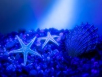 Estrellas de mar sobre guijarros