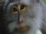 Mirada triste de un mono