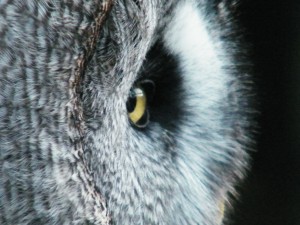 Postal: El ojo de un búho