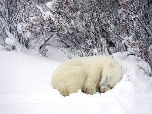 Postal: Oso polar dormido sobre la nieve