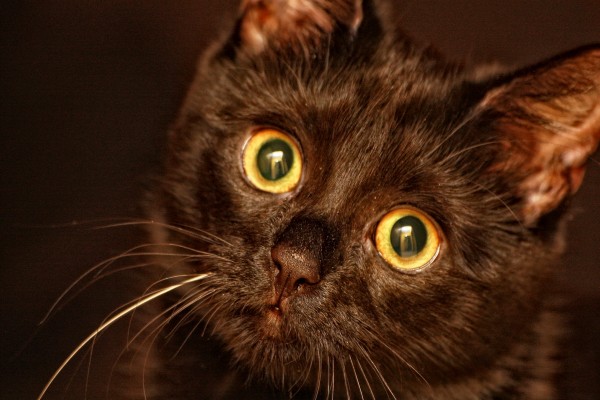 La mirada de un gato negro