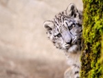 Un joven leopardo de las nieves tras un árbol