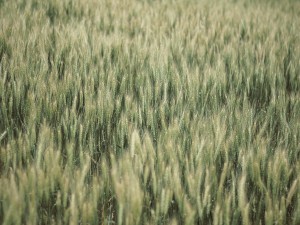 Postal: Espigas de trigo verde