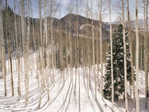 Postal: Bosque nevado en las montañas de Wasatch, Utah