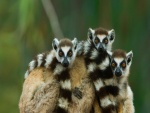 Lémures de cola anillada en Madagascar