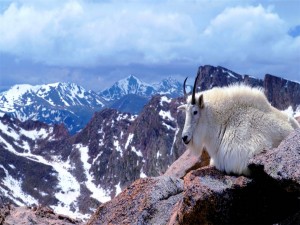 Postal: Cabra blanca en el Monte Evans (Colorado)